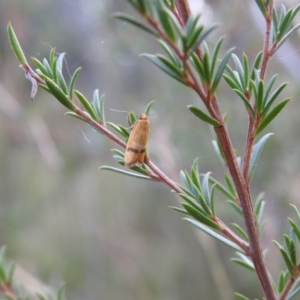 Plectobela undescribed species at Carwoola, NSW - 22 Mar 2022