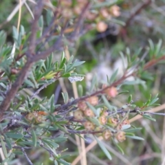 Heliocosma argyroleuca (A tortrix or leafroller moth) at QPRC LGA - 22 Mar 2022 by Liam.m