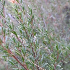 Heliocosma argyroleuca at Carwoola, NSW - suppressed