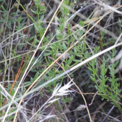 Lepidoptera unclassified ADULT moth (Unidentified - Moth) at QPRC LGA - 22 Mar 2022 by Liam.m