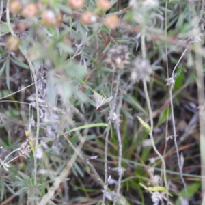 Lepidoptera unclassified ADULT moth at Carwoola, NSW - suppressed