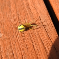 Deliochus sp. (genus) (A leaf curling spider) at QPRC LGA - 22 Mar 2022 by Liam.m