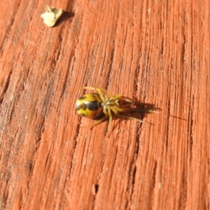 Deliochus sp. (genus) at Carwoola, NSW - 23 Mar 2022