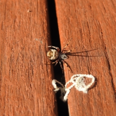 Araneinae (subfamily) (Orb weaver) at Carwoola, NSW - 22 Mar 2022 by Liam.m