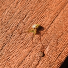 Leucauge granulata (Silver Orb Spider) at Carwoola, NSW - 23 Mar 2022 by Liam.m