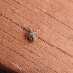 Araneus hamiltoni (Hamilton's Orb Weaver) at Carwoola, NSW - 23 Mar 2022 by Liam.m