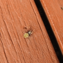 Araneus hamiltoni at Carwoola, NSW - 23 Mar 2022