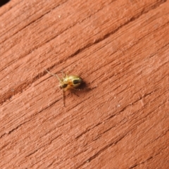 Plebs eburnus (Eastern bush orb-weaver) at Carwoola, NSW - 23 Mar 2022 by Liam.m