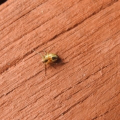 Plebs eburnus (Eastern bush orb-weaver) at Carwoola, NSW - 22 Mar 2022 by Liam.m