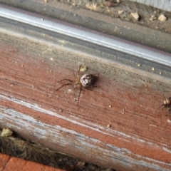 Plebs eburnus (Eastern bush orb-weaver) at Carwoola, NSW - 23 Mar 2022 by Liam.m