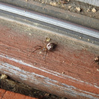 Plebs eburnus (Eastern bush orb-weaver) at Carwoola, NSW - 23 Mar 2022 by Liam.m