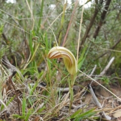 Diplodium truncatum (Little Dumpies, Brittle Greenhood) at Carwoola, NSW - 22 Mar 2022 by Liam.m
