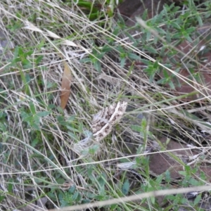 Chrysolarentia vicissata at Carwoola, NSW - 25 Mar 2022