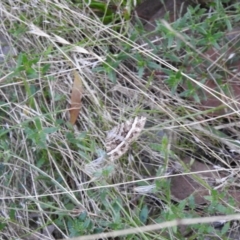 Chrysolarentia vicissata at Carwoola, NSW - 25 Mar 2022