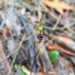 Chiloglottis curviclavia (Bird Orchid) at Scott Nature Reserve - 25 Mar 2022 by Liam.m