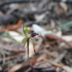 Chiloglottis curviclavia at Mulloon, NSW - 26 Mar 2022