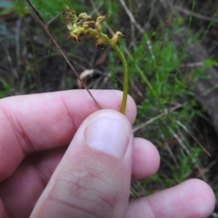 Corunastylis sp. (A Midge Orchid) at Scott Nature Reserve - 25 Mar 2022 by Liam.m