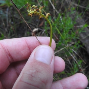 Corunastylis sp. at Mulloon, NSW - suppressed