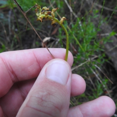 Corunastylis sp. (A Midge Orchid) at Mulloon, NSW - 26 Mar 2022 by Liam.m