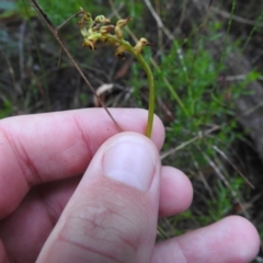 Corunastylis sp. (A midge orchid) at Mulloon, NSW - 25 Mar 2022 by Liam.m