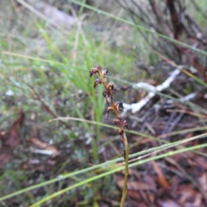 Corunastylis sp. at Mulloon, NSW - suppressed