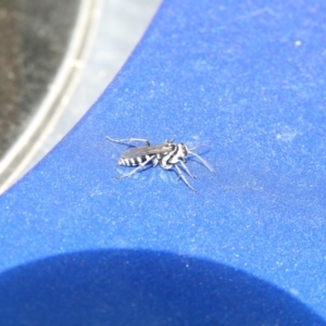 Turneromyia sp. (genus) at Carwoola, NSW - 26 Mar 2022