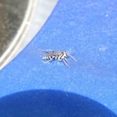 Turneromyia sp. (genus) (Zebra spider wasp) at Carwoola, NSW - 26 Mar 2022 by Liam.m