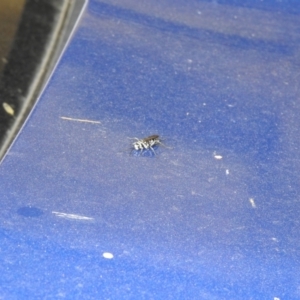 Turneromyia sp. (genus) at suppressed - 26 Mar 2022