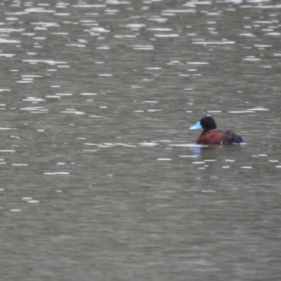 Oxyura australis (Blue-billed Duck) at QPRC LGA - 9 Apr 2022 by Liam.m