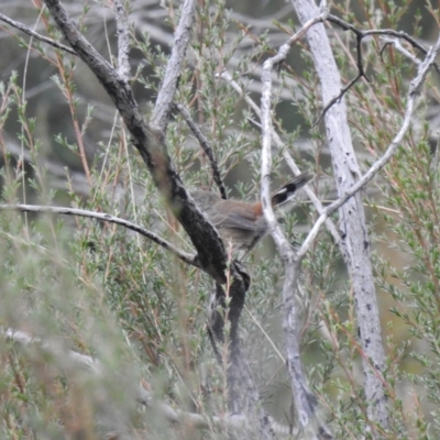 Hylacola pyrrhopygia (Chestnut-rumped Heathwren) at Carwoola, NSW - 11 Apr 2022 by Liam.m