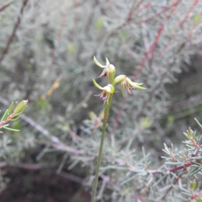 Corunastylis cornuta (Horned Midge Orchid) at Carwoola, NSW - 11 Apr 2022 by Liam.m