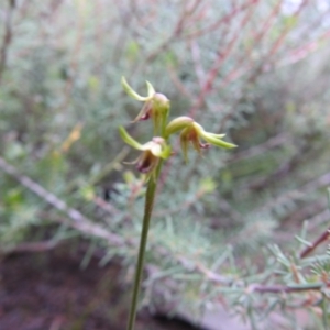 Corunastylis cornuta at Carwoola, NSW - 11 Apr 2022