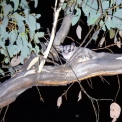 Petaurus notatus (Krefft’s Glider, formerly Sugar Glider) at Carwoola, NSW - 10 Apr 2022 by Liam.m