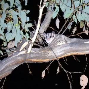 Petaurus notatus at Carwoola, NSW - 10 Apr 2022