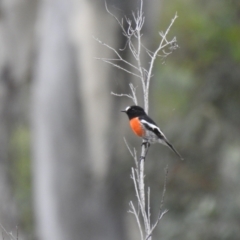 Petroica boodang (Scarlet Robin) at Carwoola, NSW - 11 Apr 2022 by Liam.m