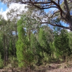 Callitris endlicheri (Black Cypress Pine) at Stromlo, ACT - 10 Apr 2022 by Jean