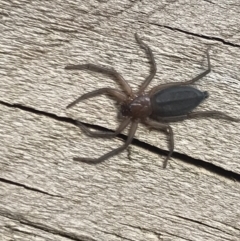 Gnaphosidae or Trochanteriidae (families) (Flat spider) at Cook, ACT - 13 Apr 2022 by MattFox