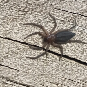 Gnaphosidae or Trochanteriidae (families) at Cook, ACT - 13 Apr 2022