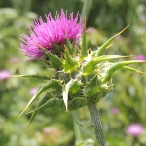 Silybum marianum at Chakola, NSW - 26 Dec 2021 11:06 AM