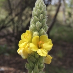 Verbascum thapsus subsp. thapsus (Great Mullein, Aaron's Rod) at Chakola, NSW - 26 Dec 2021 by michaelb