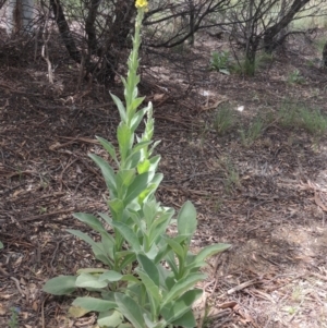 Verbascum thapsus subsp. thapsus at Chakola, NSW - 26 Dec 2021