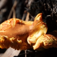 Unidentified Fungus at Broulee Moruya Nature Observation Area - 13 Apr 2022 by LisaH