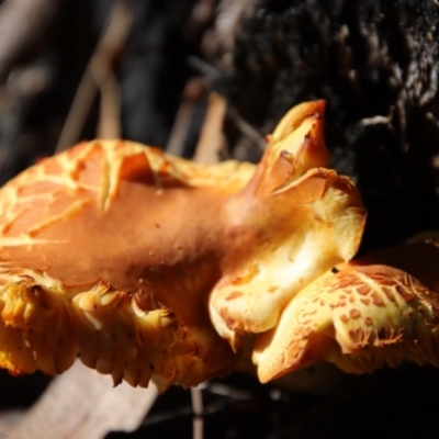Unidentified Fungus at Broulee Moruya Nature Observation Area - 13 Apr 2022 by LisaH