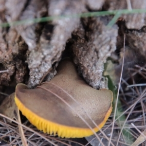 Phylloporus sp. at Moruya, NSW - suppressed