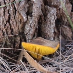 Phylloporus sp. at Moruya, NSW - suppressed