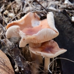 Unidentified Fungus (TBC) at Moruya, NSW - 13 Apr 2022 by LisaH