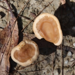 Unidentified Fungus (TBC) at Moruya, NSW - 13 Apr 2022 by LisaH