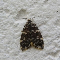 Halone coryphoea (Eastern Halone moth) at Namadgi National Park - 11 Apr 2022 by Christine