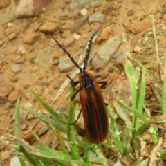 Lycidae sp. (family) (Net-winged beetle) at Mount Clear, ACT - 11 Apr 2022 by Christine