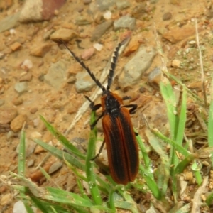 Lycidae sp. (family) at Mount Clear, ACT - 11 Apr 2022